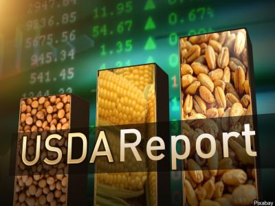 USDA Export Inspections giao hàng ngô giảm trong khi lúa mì cao hơn so với tuần trước